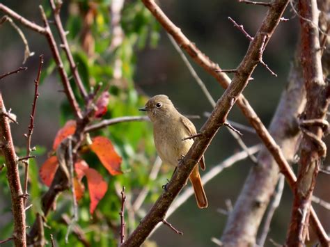 鳥 庭|庭に野鳥を呼ぼう！！